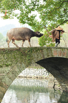 chinese farmer leading farm cattle