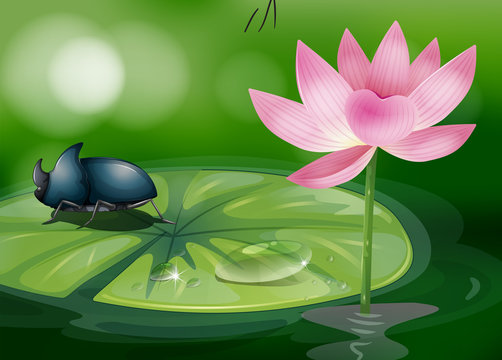 A bug above the waterlily