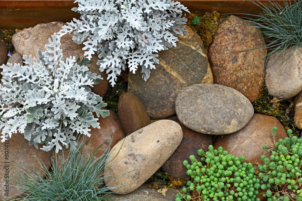 Canvas Prints plant on rock stone