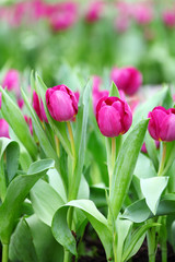 purple tulips flower