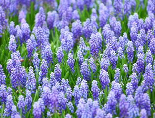 flower, muscari botryoides