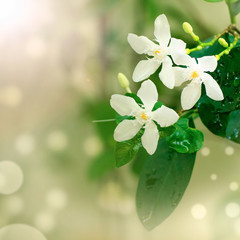 Close-up beautiful white flowers