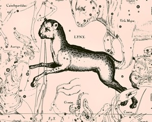 Constellation vintage map