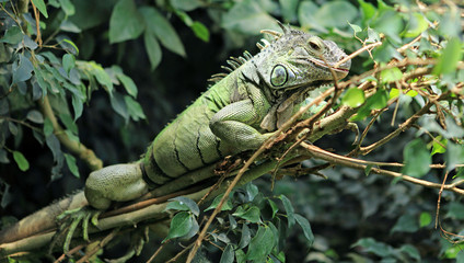iguane arboricole
