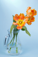 Orange tulips