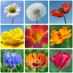 Naklejka premium collage with macro photos of flowers