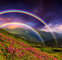 Foto auf Acrylglas Rainbow over the flowers © Oleksandr Kotenko