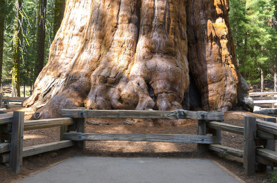 Base Del Sherman Tree, Sequoia Gigante