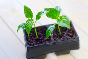 seedling