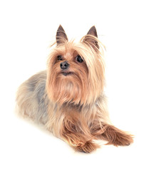 Yorkshire terrier lies