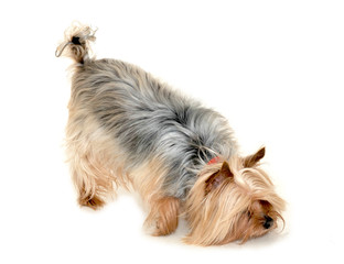 Yorkshire terrier looking for