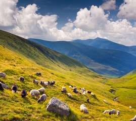 Flock of sheep  in the Carpathians mountains. Ukraine, Europe