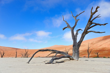 Landscape of Dead Vlei, Sossusvlei, Namibia, South Africa