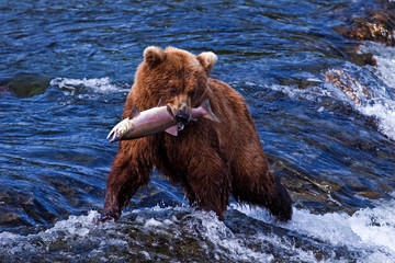 Grizly Bear at Alaska