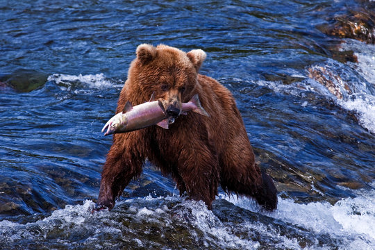 Grizly Bear at Alaska