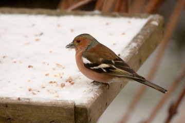 Chaffinch perched on birdtable in snow