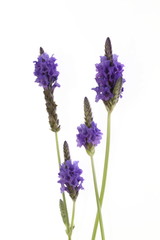 パープルのレースラベンダー