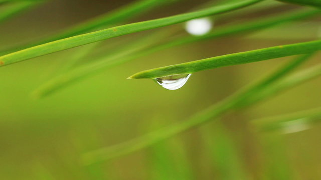 Coniferous after spring rain. Three different views in one.