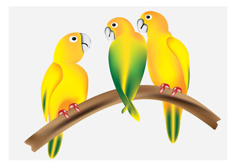 Macaws