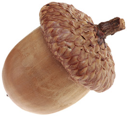 One Acorn Cutout