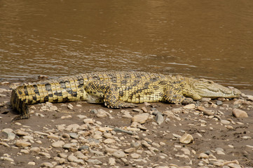 Crocodile near the Mara River