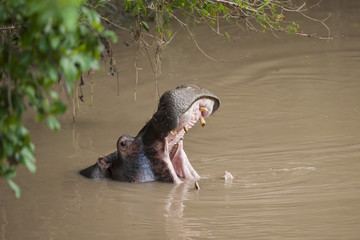 Hippopotamus roaring
