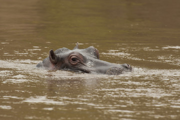 Fototapeta premium Hippopotamus in the Mara River