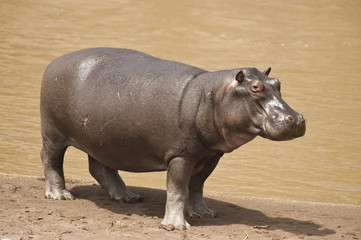 Hippopotamus