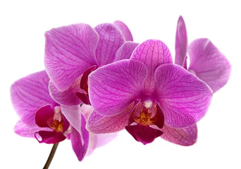 Foto op Canvas Purple orchid flower © Leonid Nyshko