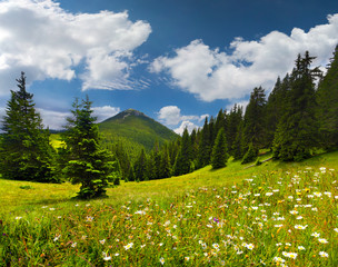 Field of daisies blooming in the mountains in summer