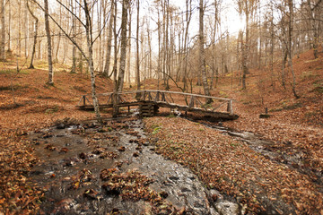 Bench in Forest