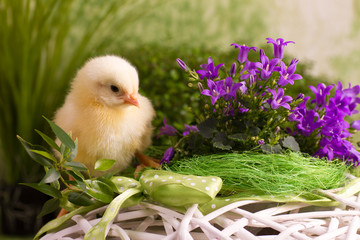 Beautiful little chicken