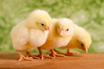 Beautiful little chickens on green background - 50753844