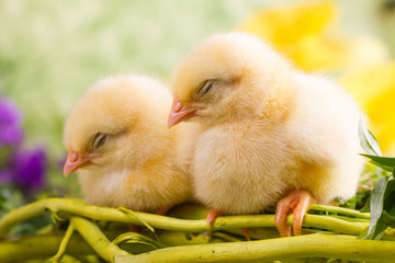 Beautiful little sleeping chickens