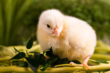 Beautiful little chicken