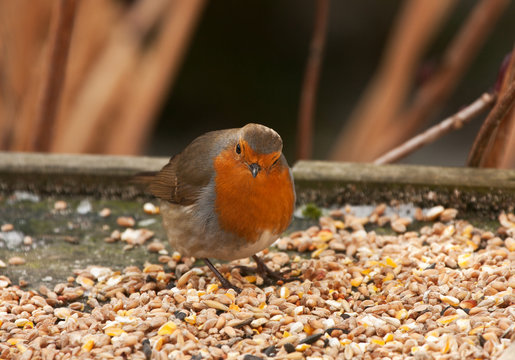 Robin on bird table
