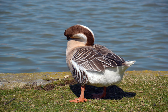 anatra