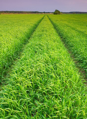 Obraz premium Spring field sunset