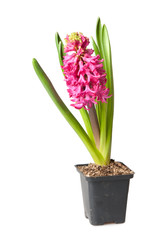 hyacinth