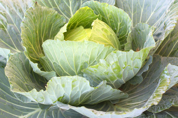 Fototapeta premium Cabbage