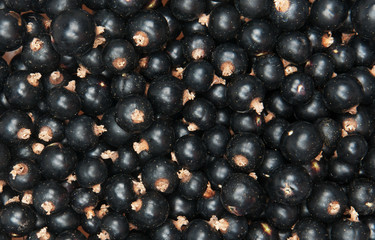 blackcurrant