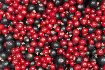 redcurrant and  blackcurrant