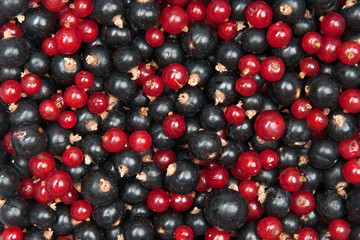 redcurrant and  blackcurrant