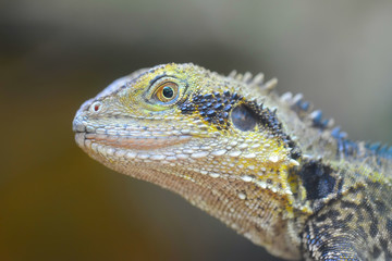 Iguana