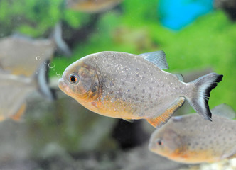 Obraz na płótnie Canvas Tropikalna ryba piranha w środowisku naturalnym
