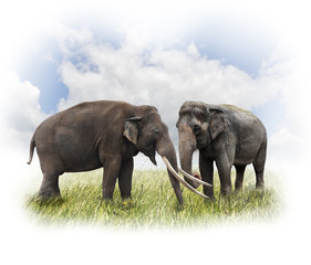 Fototapeta na wymiar Two Elephants