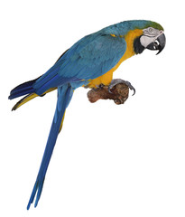 Blue Parrot © SunnyS