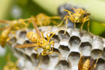 Guêpes sur leur nid
