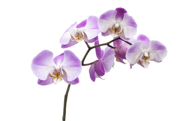 Naklejka na ściany i meble Pink Orchid Flowers