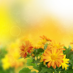 Chrysanthemum floral background